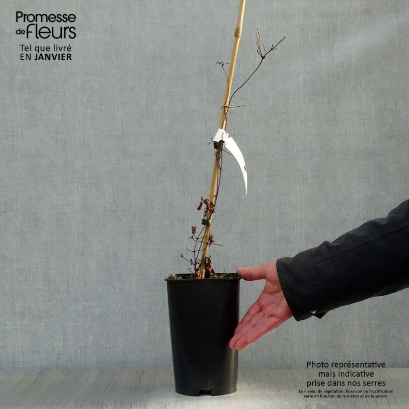 Clematis jackmanii Madame Edouard André 2L/3L pot sample as delivered in winter