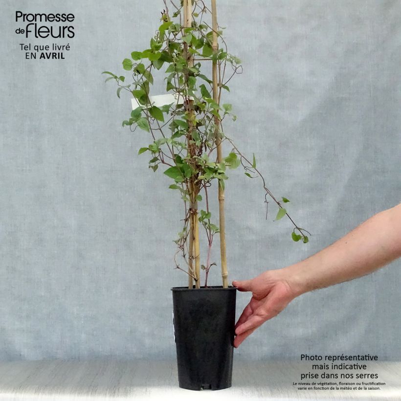 Clematis jackmanii Madame Edouard André 2L/3L pot sample as delivered in spring