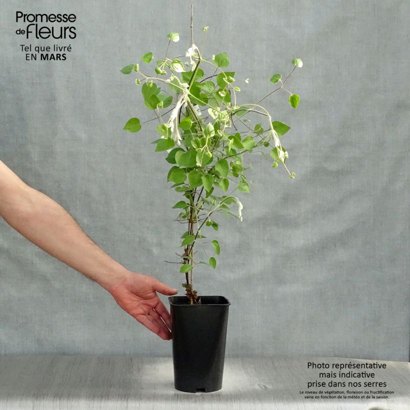 Clematis Maria Skłodowska Curie 2L/3L pot sample as delivered in spring