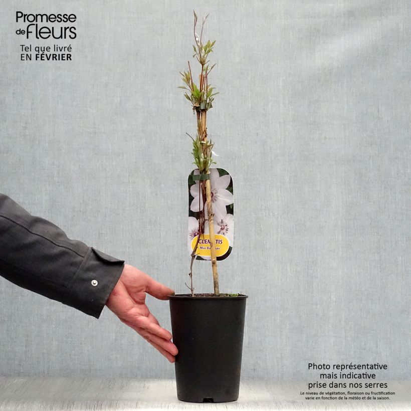 Clematis x patens Miss Bateman 2L/3L pot sample as delivered in winter