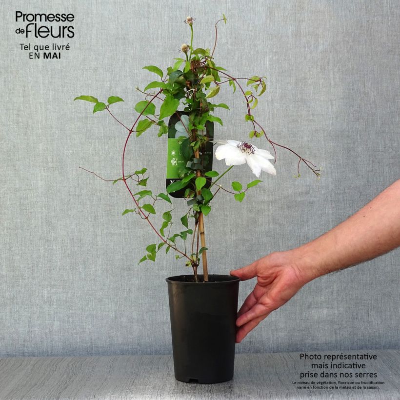Clematis x patens Miss Bateman 2L/3L pot sample as delivered in spring