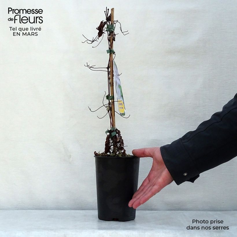 Clematis Morning Star 2L/3L pot sample as delivered in spring