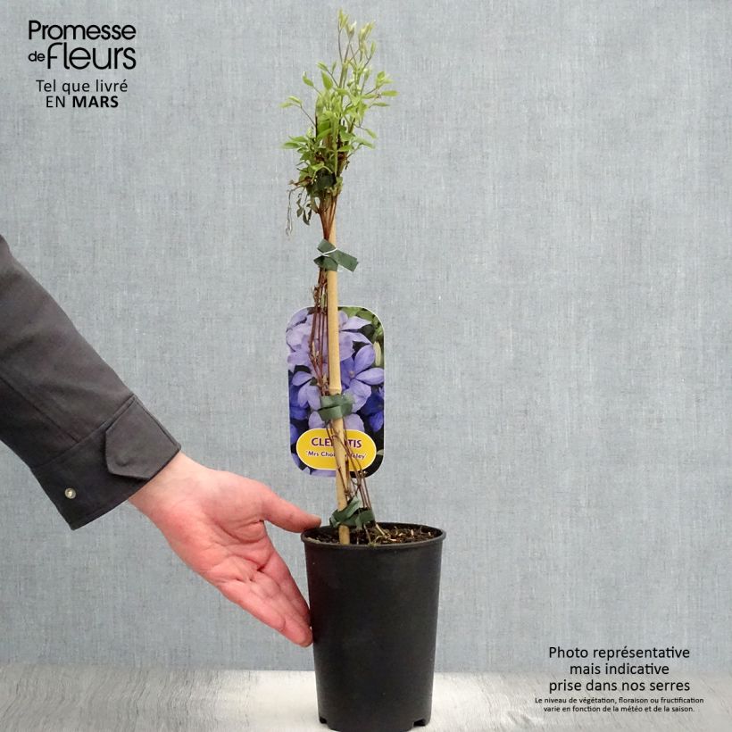 Clematis Mrs Cholmondeley 1.5L/2L pot sample as delivered in spring