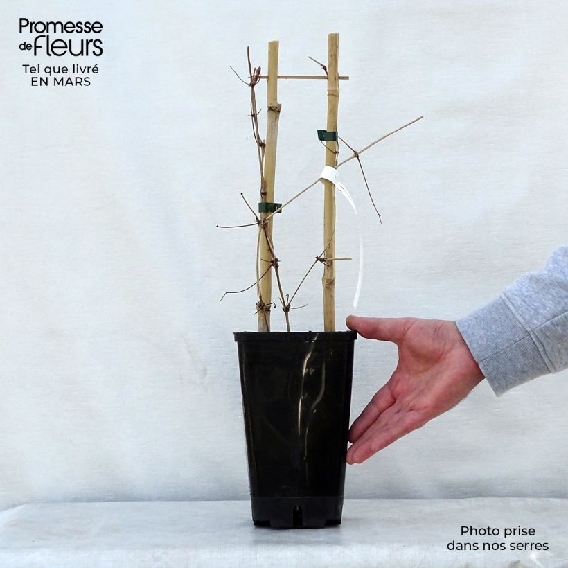 Clematis Mrs George Jackman 2L/3L pot sample as delivered in spring