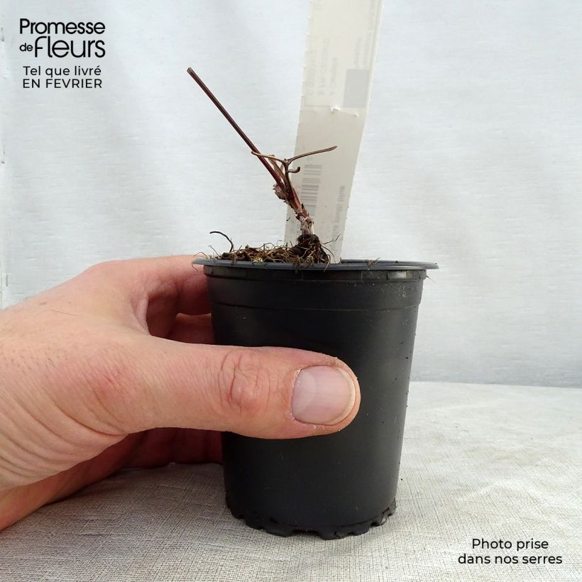 Clematis patens Multi Blue 8/9 cm pot sample as delivered in winter