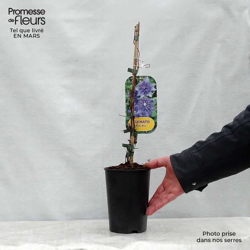 Clematis patens Multi Blue 2L/3L pot sample as delivered in spring