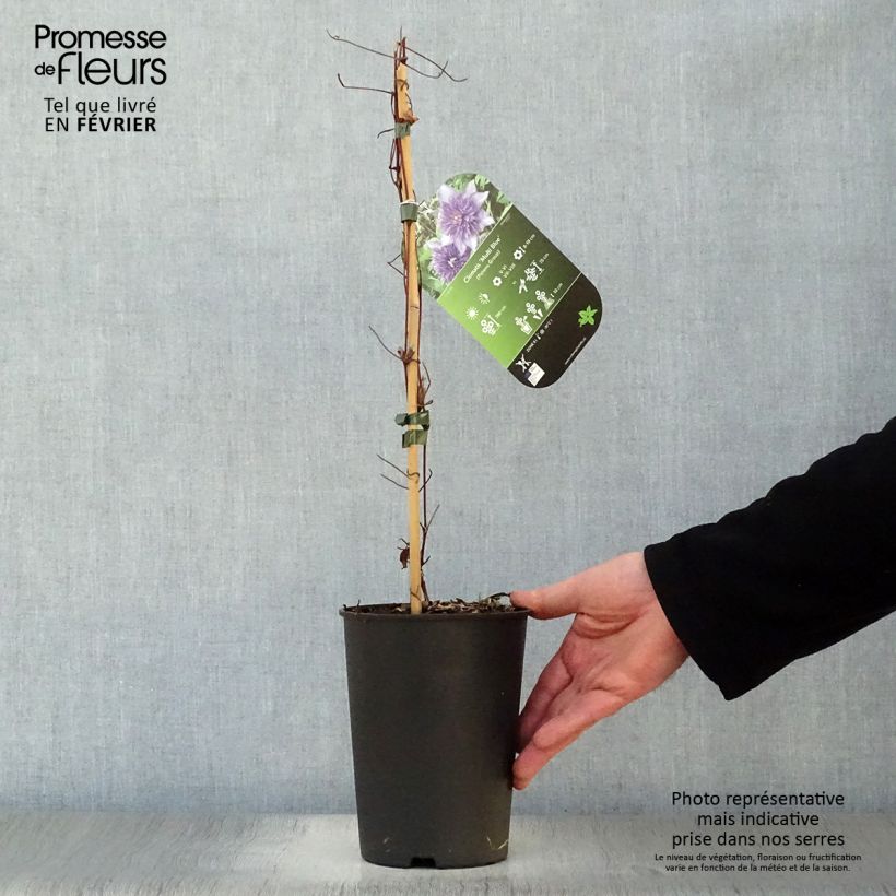 Clematis patens Multi Blue 2L/3L pot sample as delivered in winter