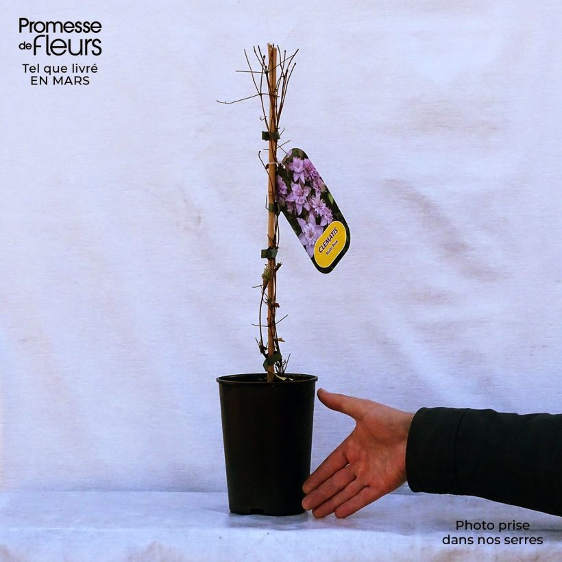 Clematis Multi Pink 2L/3L pot sample as delivered in spring