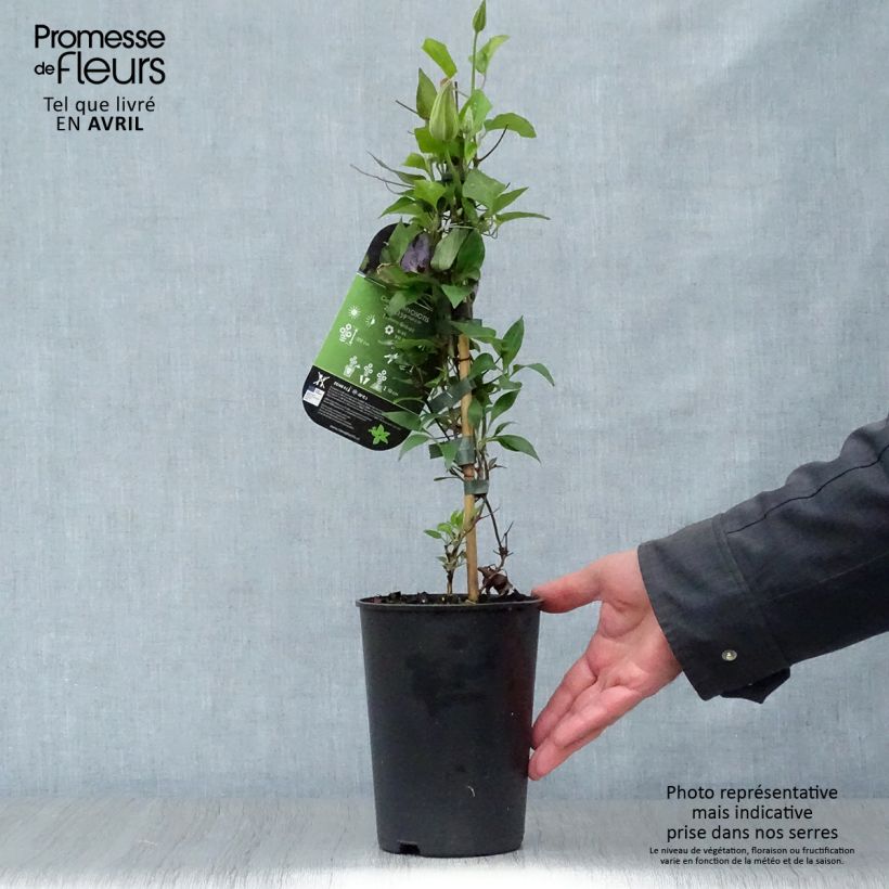 Clematis patens Myosotis 2L/3L pot sample as delivered in spring