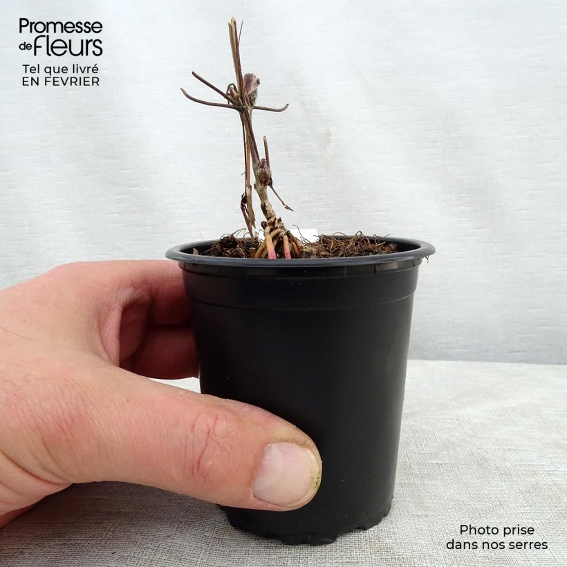 Clematis lanuginosa Nelly Moser 8/9 cm pot sample as delivered in winter