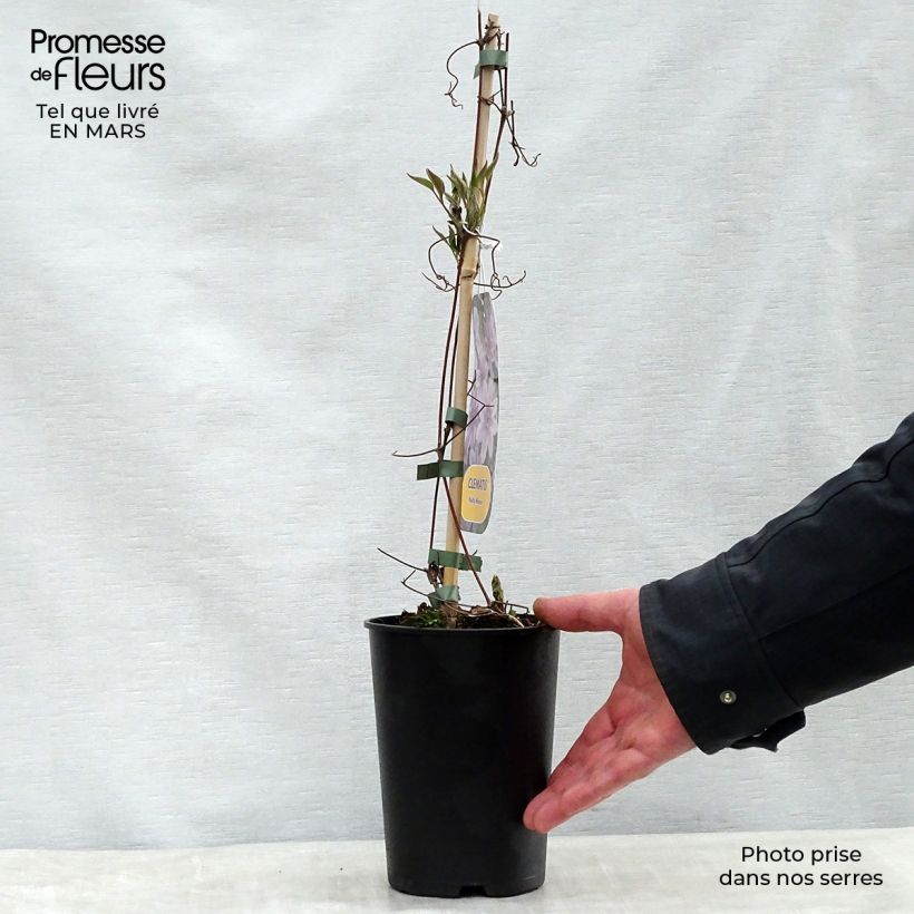 Clematis lanuginosa Nelly Moser 2L/3L pot sample as delivered in spring