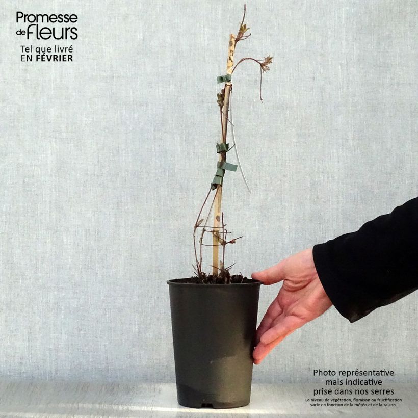 Clematis lanuginosa Nelly Moser 2L/3L pot sample as delivered in winter