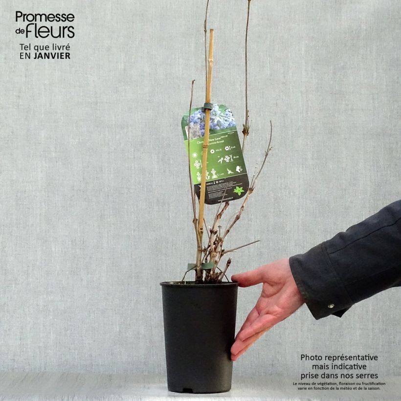 Clematis New Love 2L/3L pot sample as delivered in winter