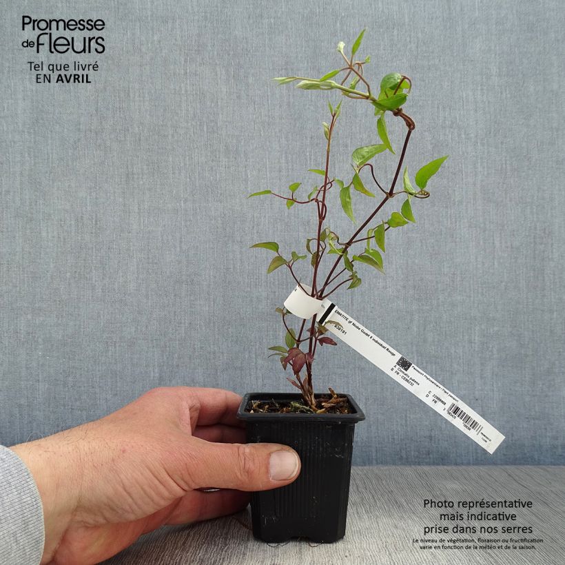 Clematis Niobe 8/9 cm pot sample as delivered in spring