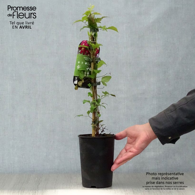 Clematis Niobe 2L/3L pot sample as delivered in spring