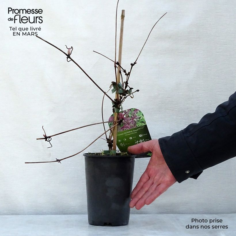 Clematis Octopus 2L/3L pot sample as delivered in spring