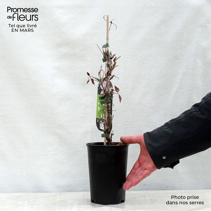 Clematis patens Omoshiro 2L/3L pot sample as delivered in spring