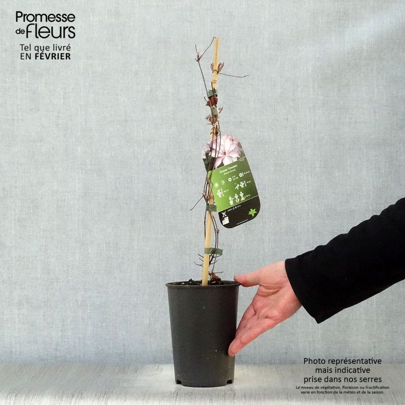 Clematis patens Omoshiro 2L/3L pot sample as delivered in winter