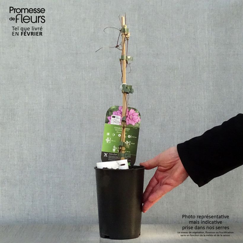 Clematis Paradiso 2L/3L pot sample as delivered in winter