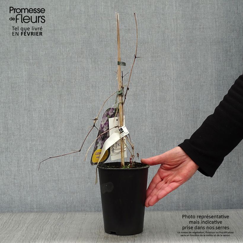 Clematis x viticella Pernille  2L/3L pot sample as delivered in winter