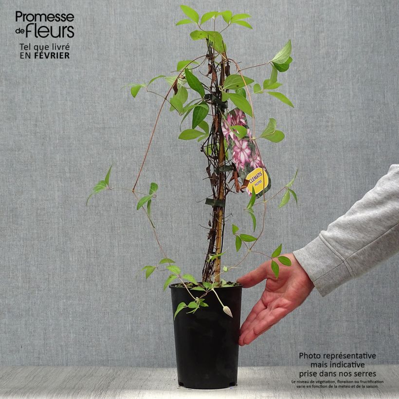 Clematis Picotee 2L/3L pot sample as delivered in autumn