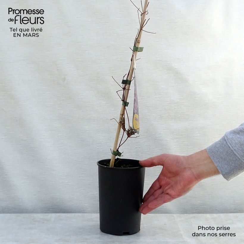 Clematis patens Piilu 2L/3L pot sample as delivered in spring