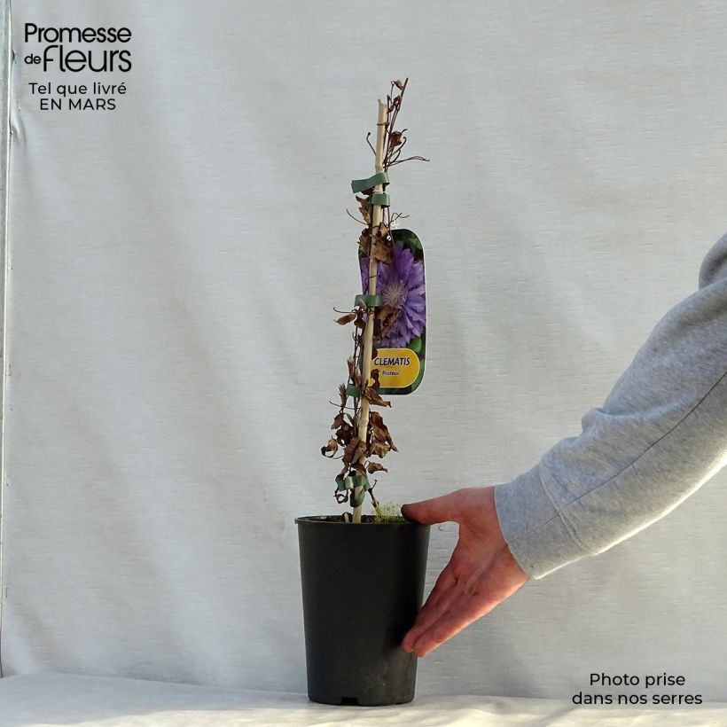 Clematis patens Proteus 2L/3L pot sample as delivered in spring