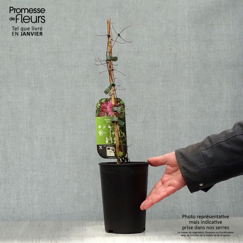Clematis Red Star 1.5L/2L pot sample as delivered in winter