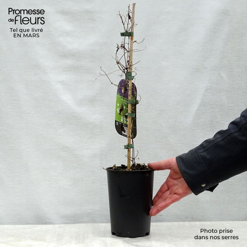 Clematis Romantika 2L/3L pot sample as delivered in spring