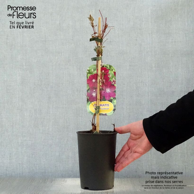 Clematis jackmanii Rouge Cardinal 2L/3L pot sample as delivered in winter