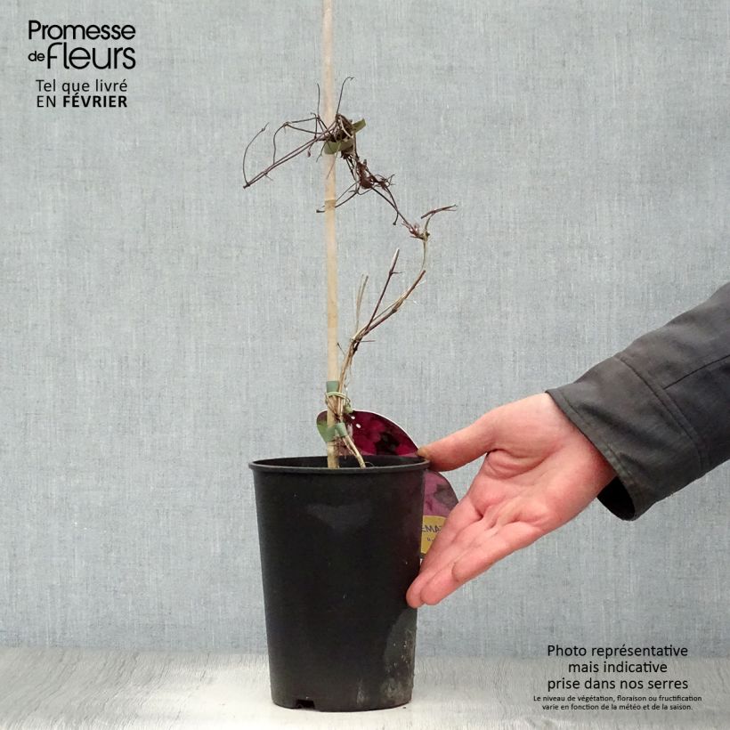 Clematis patens Ruutel 2L/3L pot sample as delivered in winter