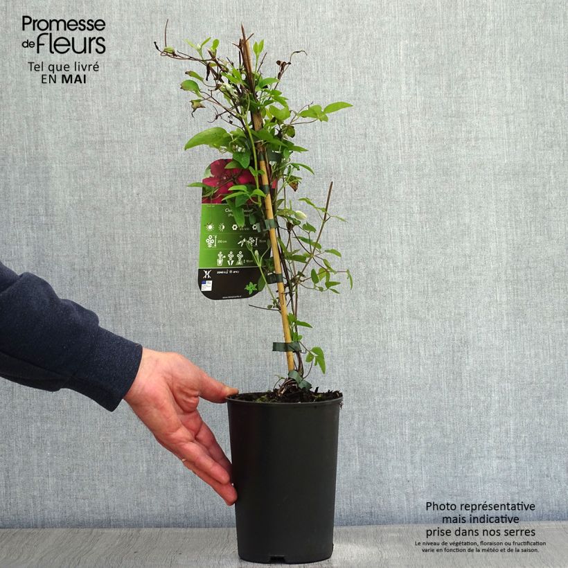 Clematis patens Ruutel 2L/3L pot sample as delivered in spring