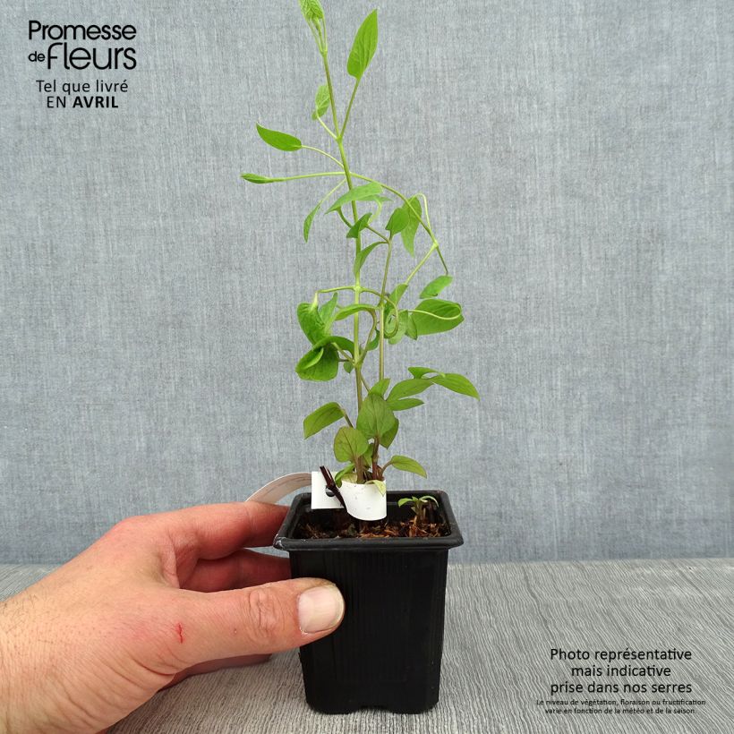 Clematis x integrifolia Saphyra Estrella 8/9 cm pot sample as delivered in spring