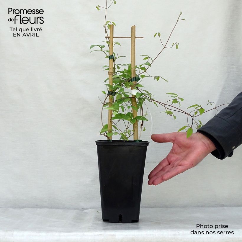 Clematis x patens Sen no Kaze 2L/3L pot sample as delivered in spring