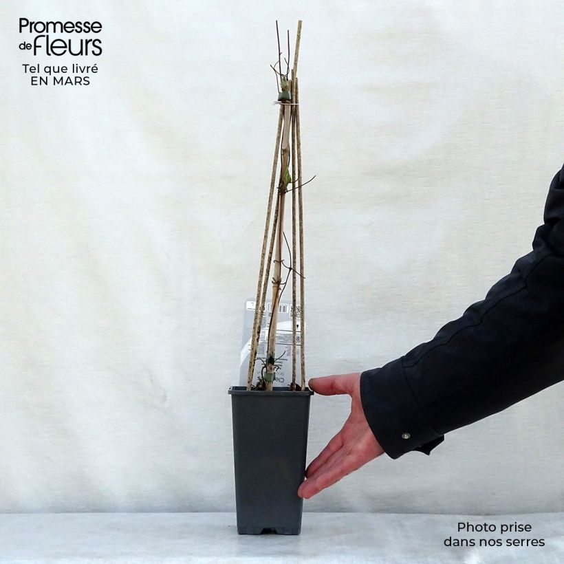 Clematis patens Snow Queen 2L/3L pot sample as delivered in spring