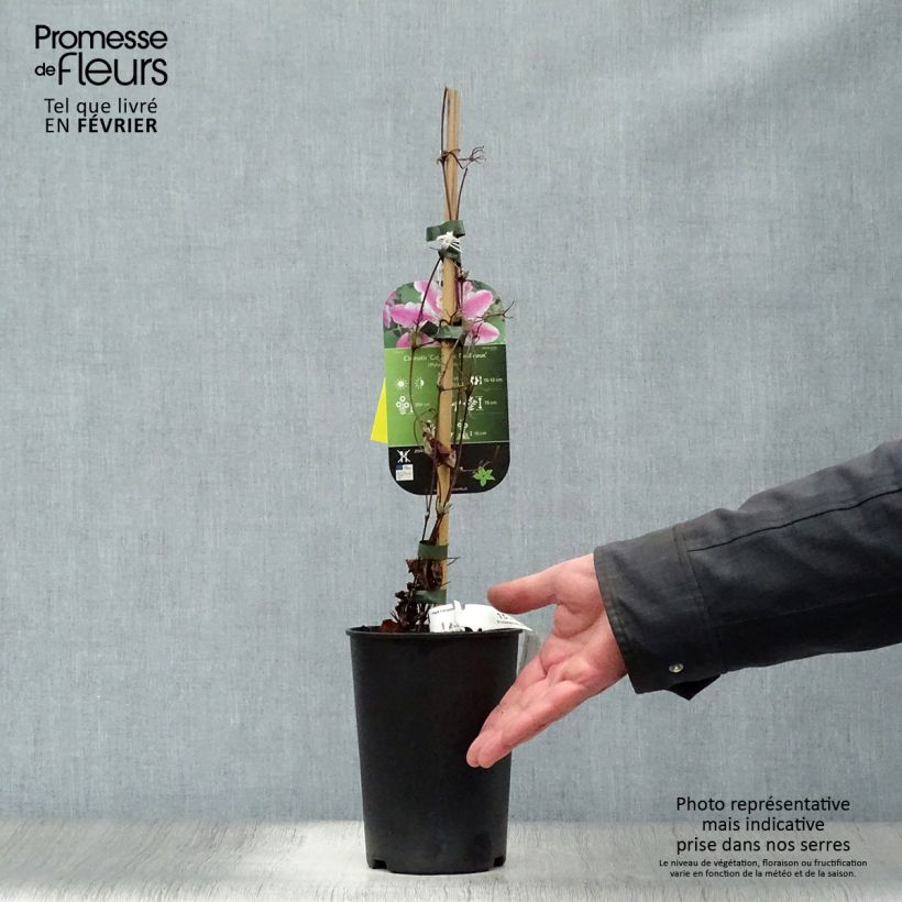 Clematis Souvenir du Capitaine Thuilleaux 2L/3L pot sample as delivered in winter