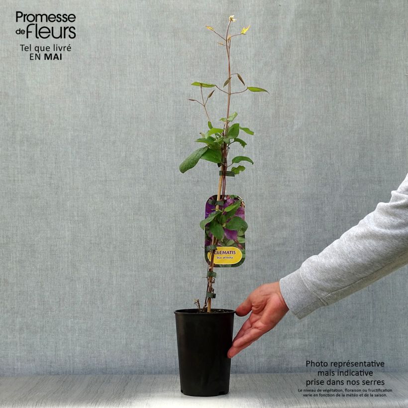 Clematis Star of India 2L/3L pot sample as delivered in spring