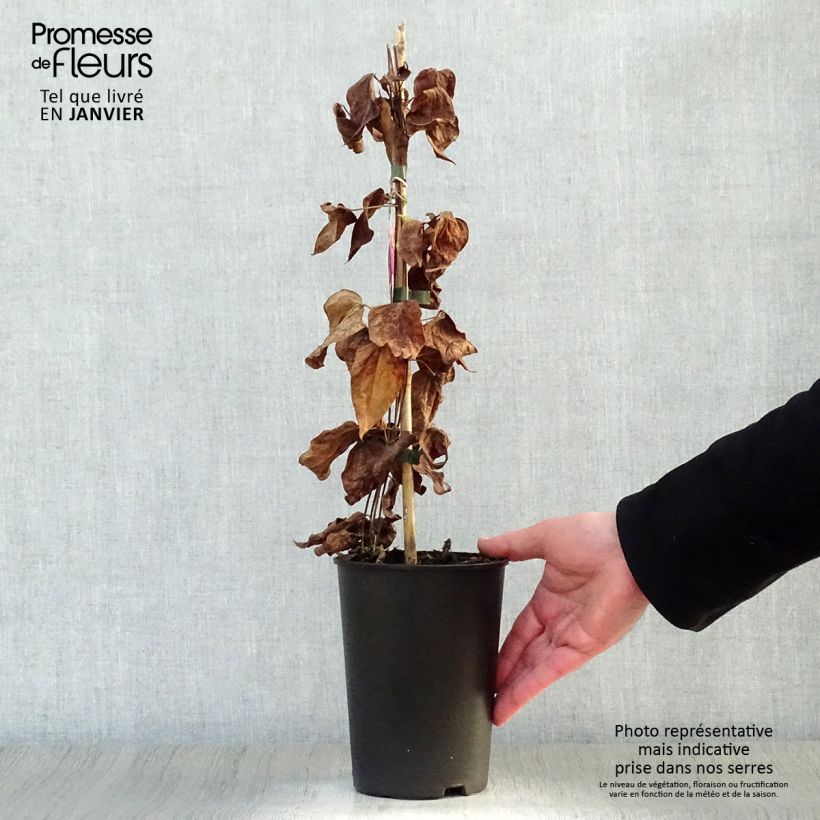 Clematis Star of Pakistan 2L/3L pot sample as delivered in winter