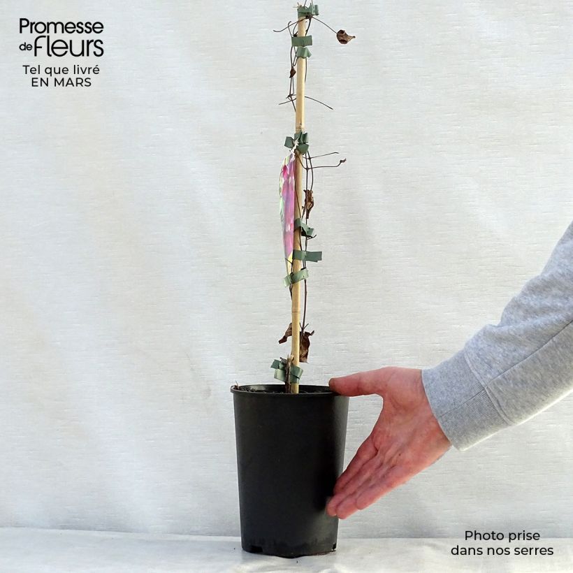 Clematis Star of Pakistan 2L/3L pot sample as delivered in spring