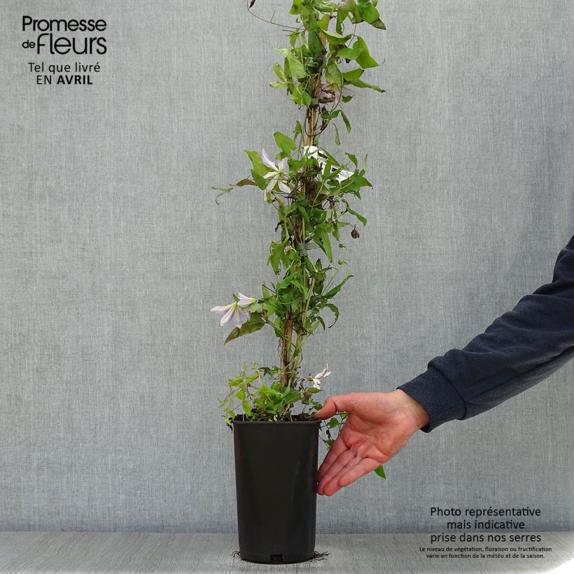 Clematis Sugar Sweet 2L/3L pot sample as delivered in spring