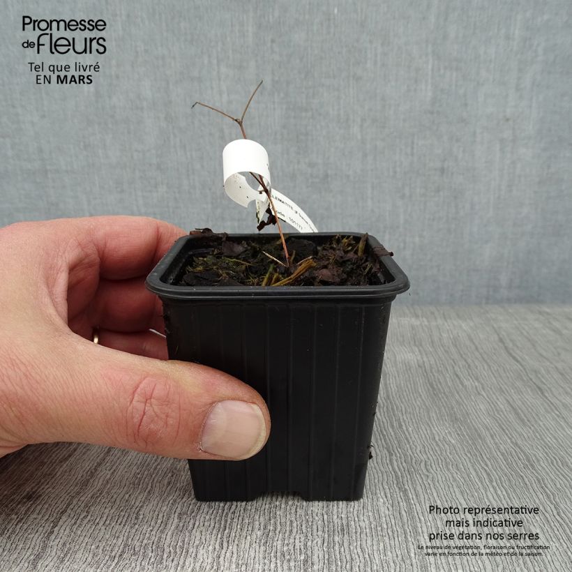 Clematis Sunset 8/9 cm pot sample as delivered in winter