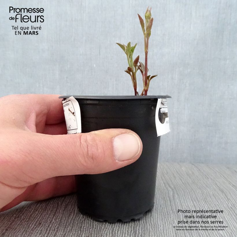 Clematis Sunset 8/9 cm pot sample as delivered in spring