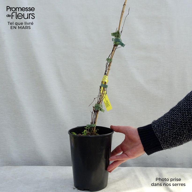 Clematis Sunset 2L/3L pot sample as delivered in winter