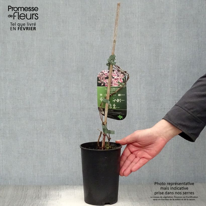 Clematis Super Cute 2L/3L pot sample as delivered in winter