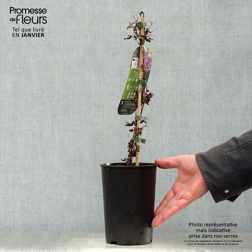 Clematis Super Night 2L/3L pot sample as delivered in winter