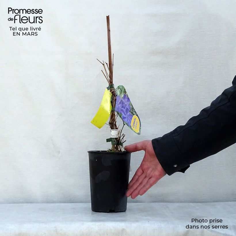 Clematis Super Night 2L/3L pot sample as delivered in spring