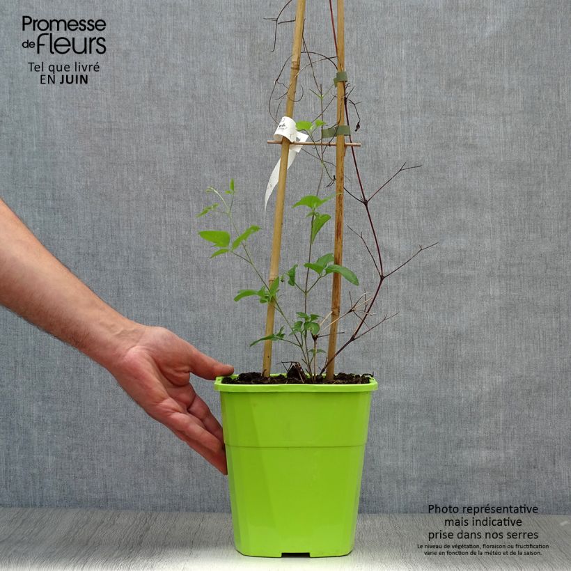 Clematis Taiga 3L/4L pot sample as delivered in summer
