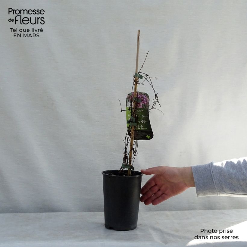 Clematis Temptation 2L/3L pot sample as delivered in spring