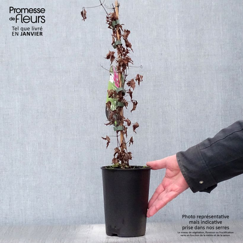 Clematis Temptation 2L/3L pot sample as delivered in winter