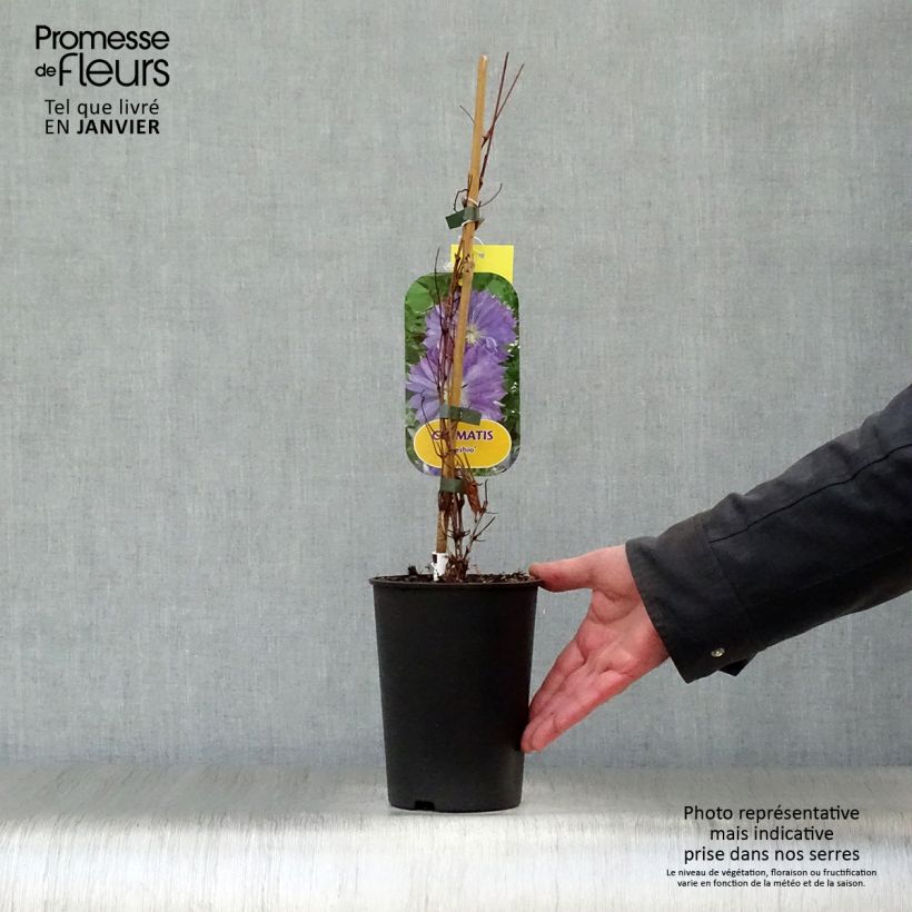 Clematis patens Teshio 2L/3L pot sample as delivered in winter